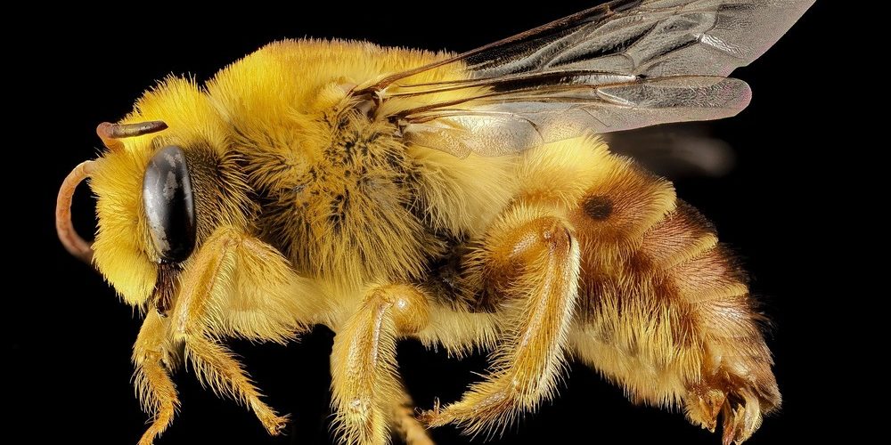 plasterer-bee-987982_1920