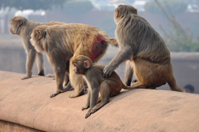 monkeys
