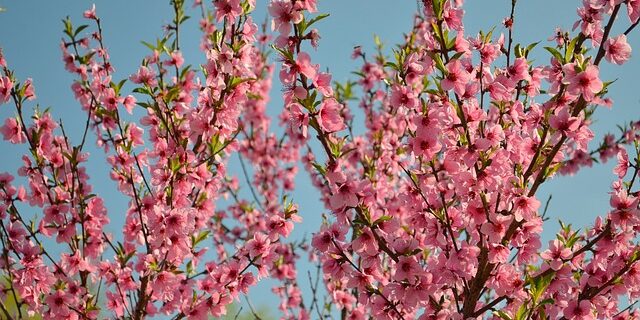 07-peach-tree-bloom-1039912_640