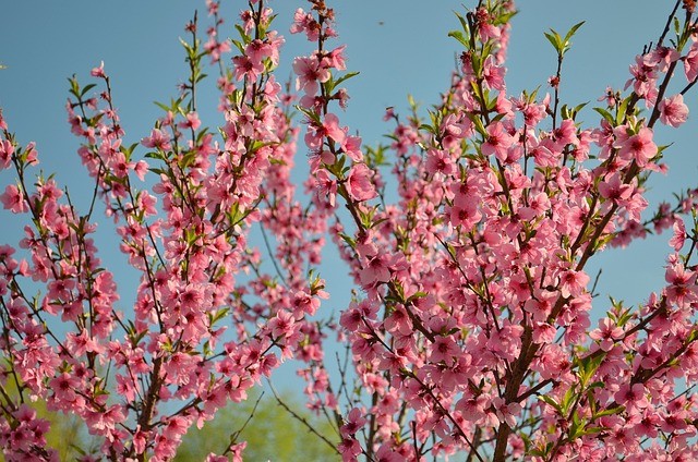 07-peach-tree-bloom-1039912_640