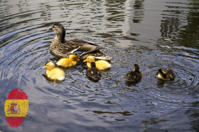 ducklings-635110_spflag