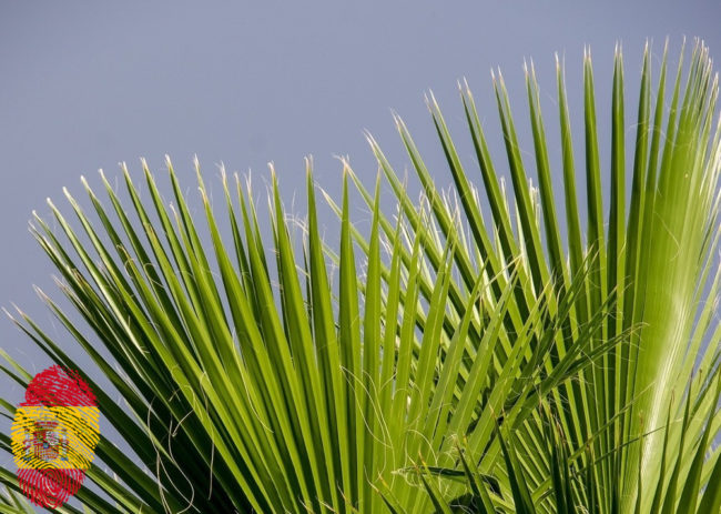 fronds-623688_spflag