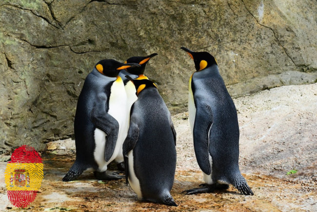 king-penguin-384252_spflag