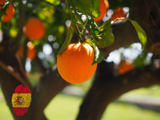 orange-1117645_spflag