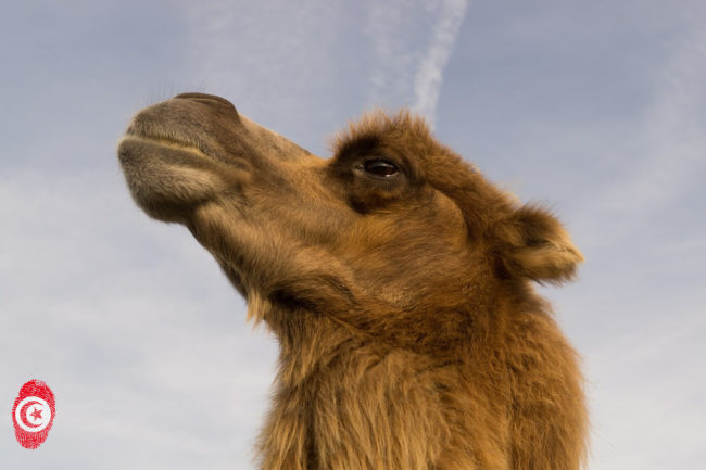 camel-535245_1920
