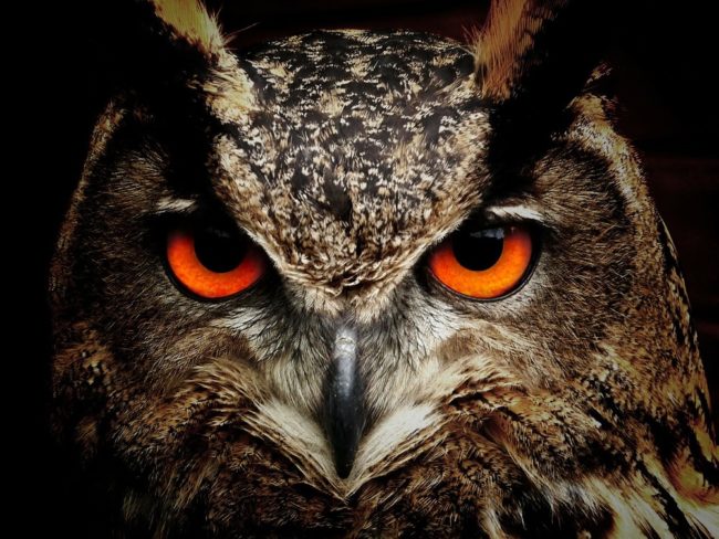 owl-50267_1280