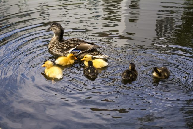 ducklings-635110_1920