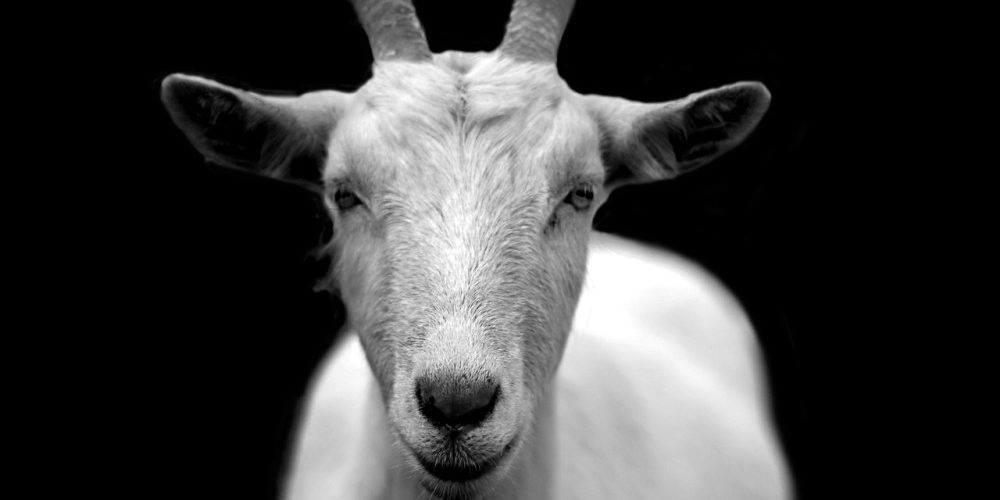goat-50290_1280