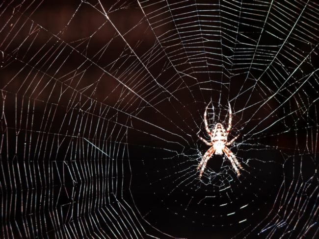 spinne
