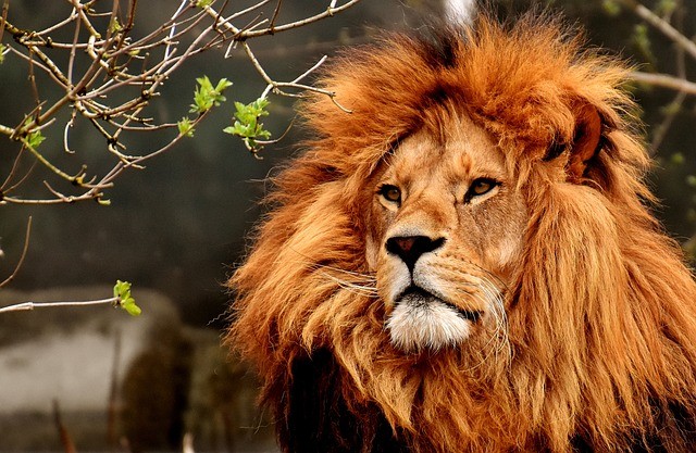 02-time-heals-lion-3372720_640