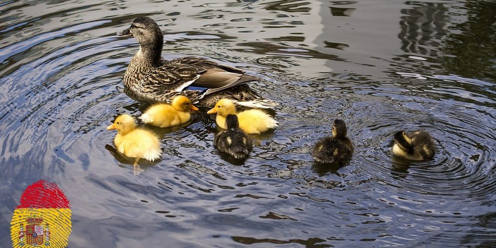 ducklings-635110_spflag