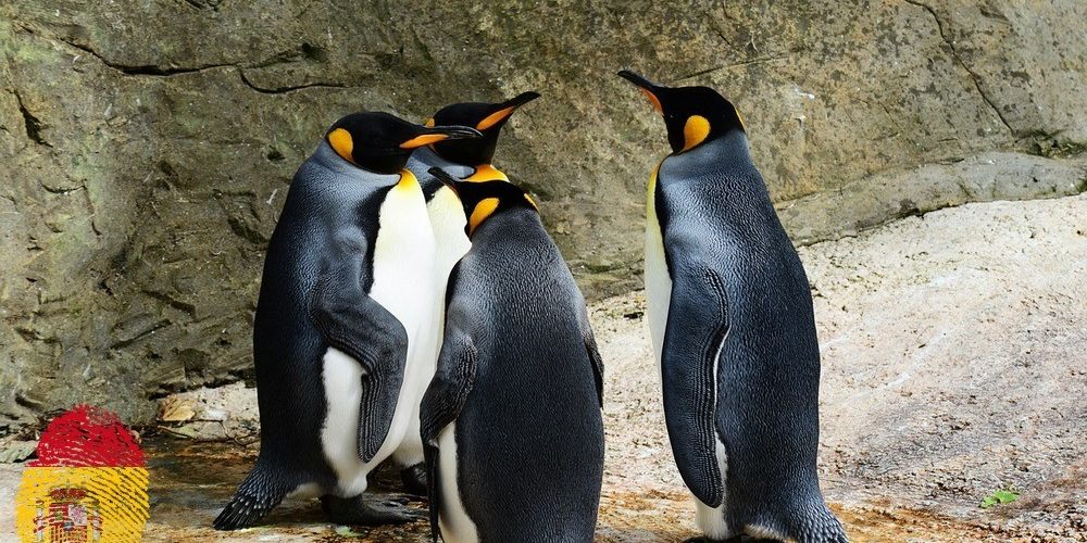 king-penguin-384252_spflag