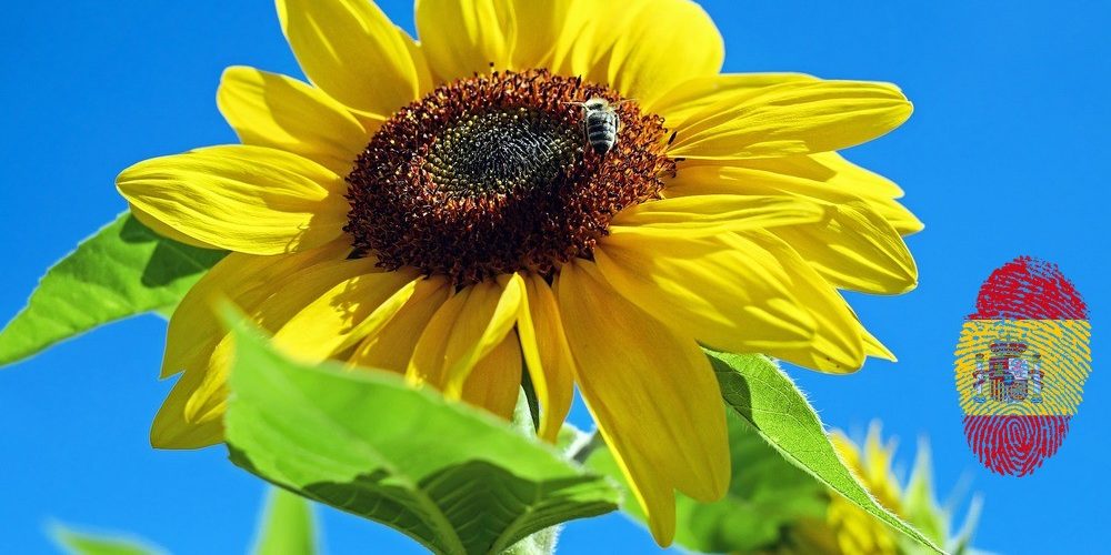 sun-flower-1497092_spflag