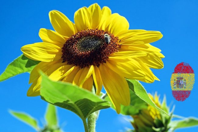 sun-flower-1497092_spflag