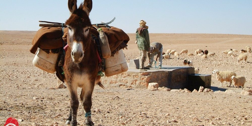 donkey-534906