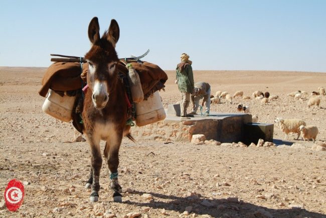 donkey-534906