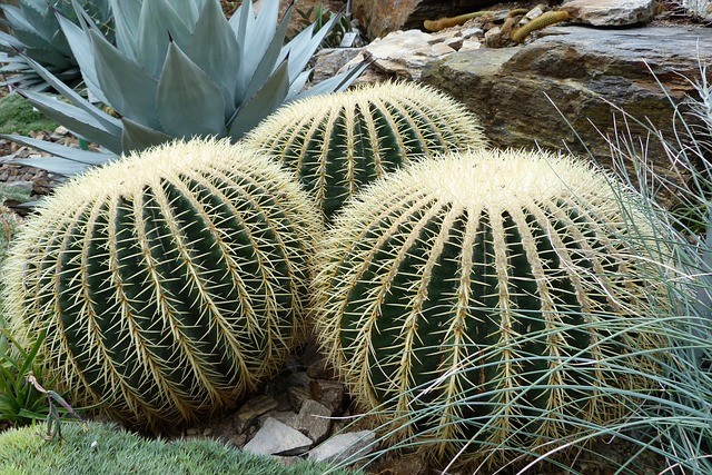 nature-377933_640